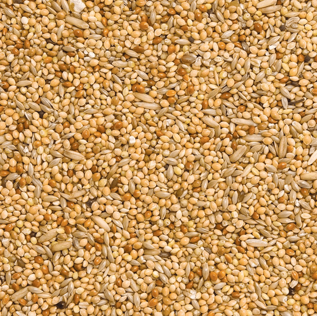 1kg Special Budgie Seed