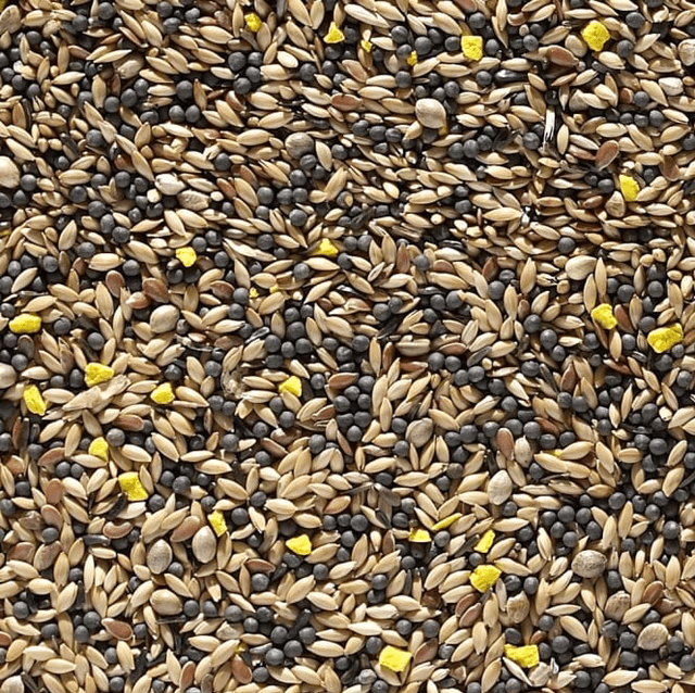 1kg Canary Seed